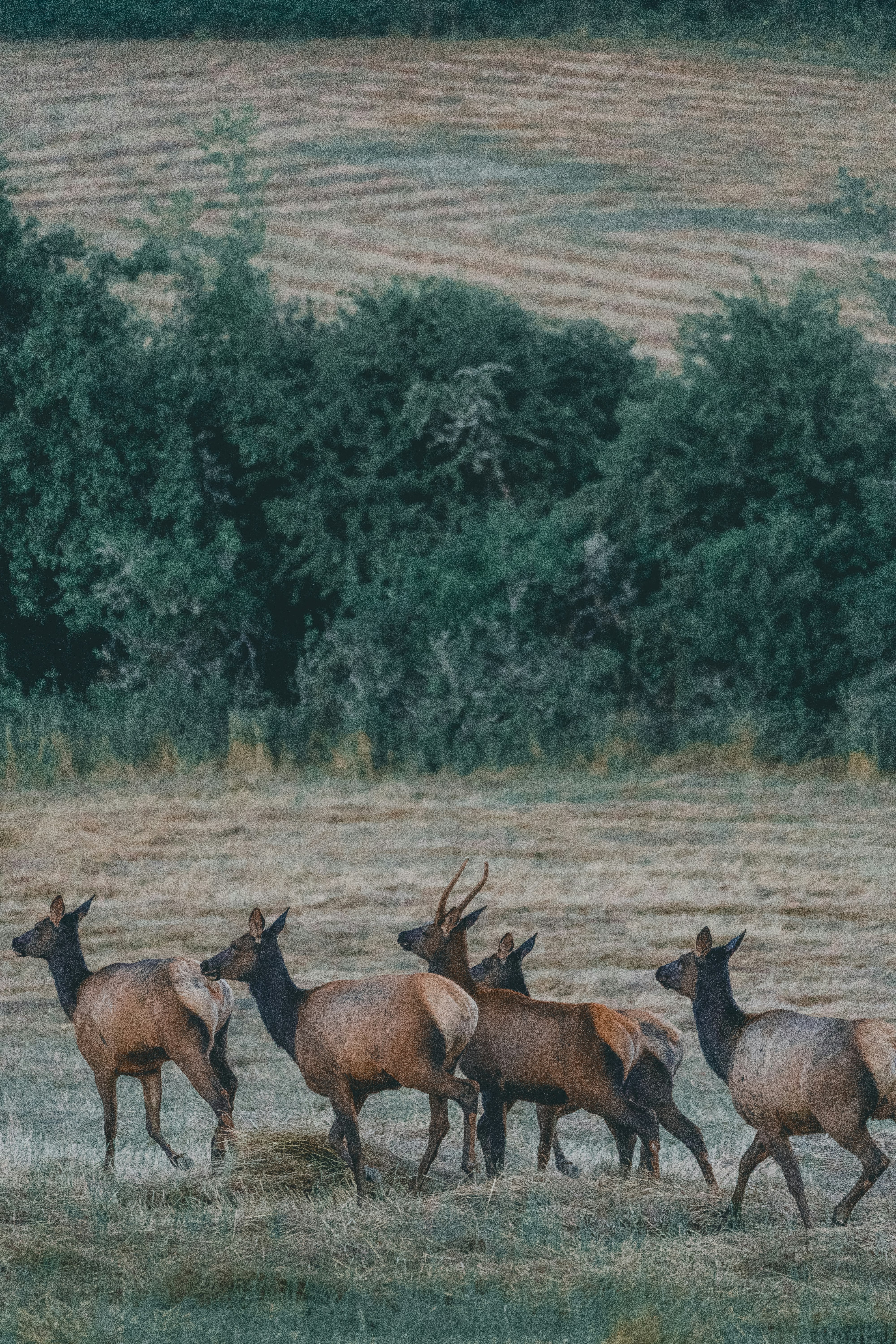 brown antelopes